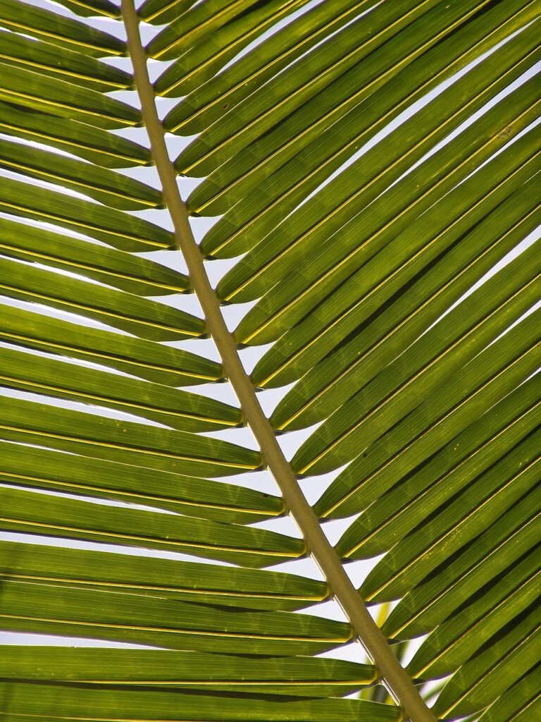 palm, frond, leaf-1029010.jpg